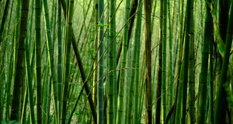 Forêt de bambous par Eric Barbeau- Unsplash